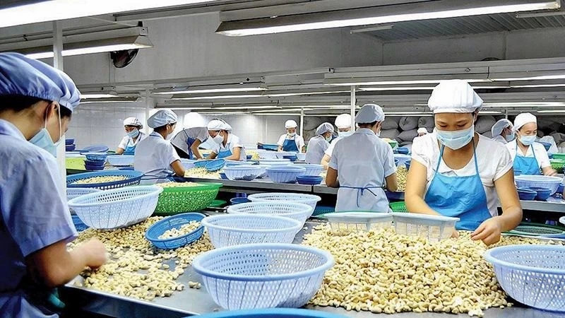 China overtakes US as Vietnam’s largest cashew buyer
