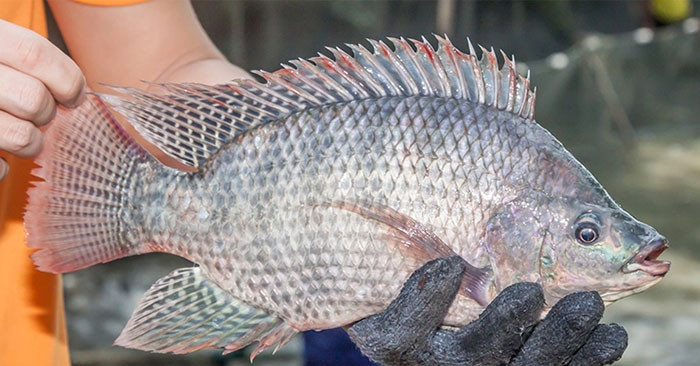 India spends 47 times more on Vietnamese tilapia exports