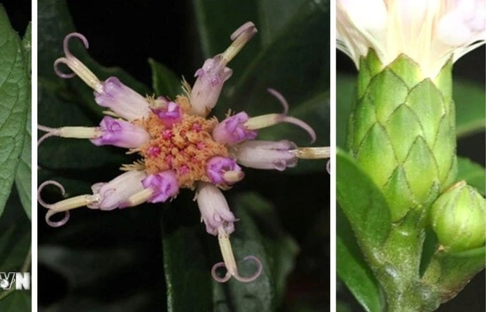 New plant species discovered in Phong Nha – Ke Bang National Park
