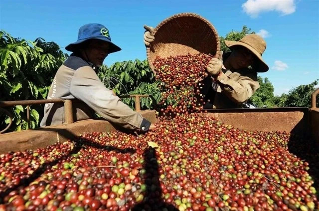 Vietnam’s coffee industry spots opportunity amid rising global prices