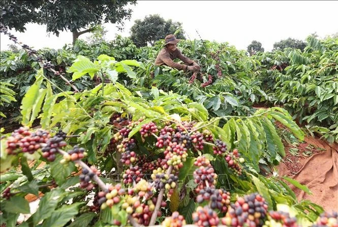 Agro-forestry-fishery exports surge 14.7% in seven months