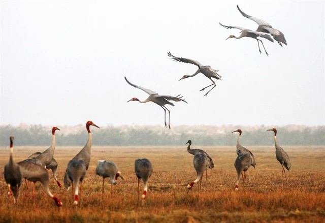 National park works to restore habitat to save red-crowned cranes