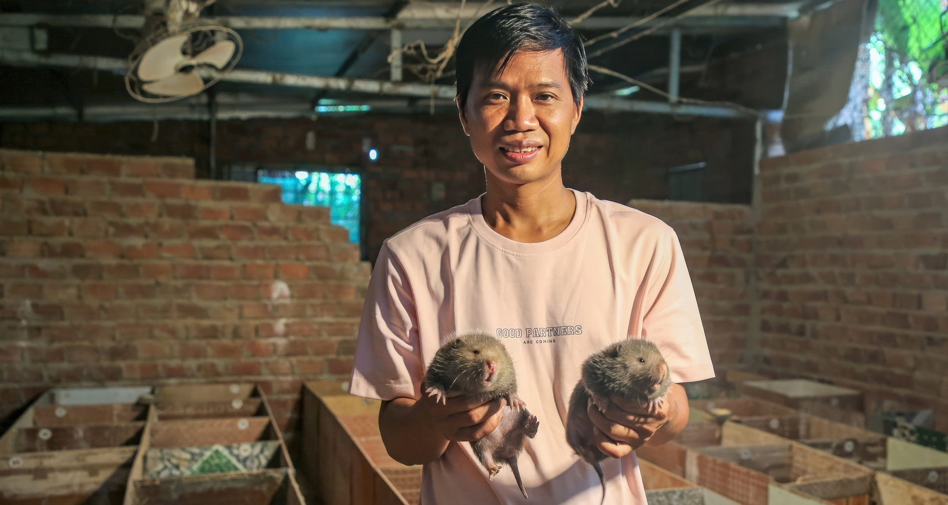 Raising Rats Raising ‘giant rats’, Da Nang farmer earns $8,000 yearly from simple model