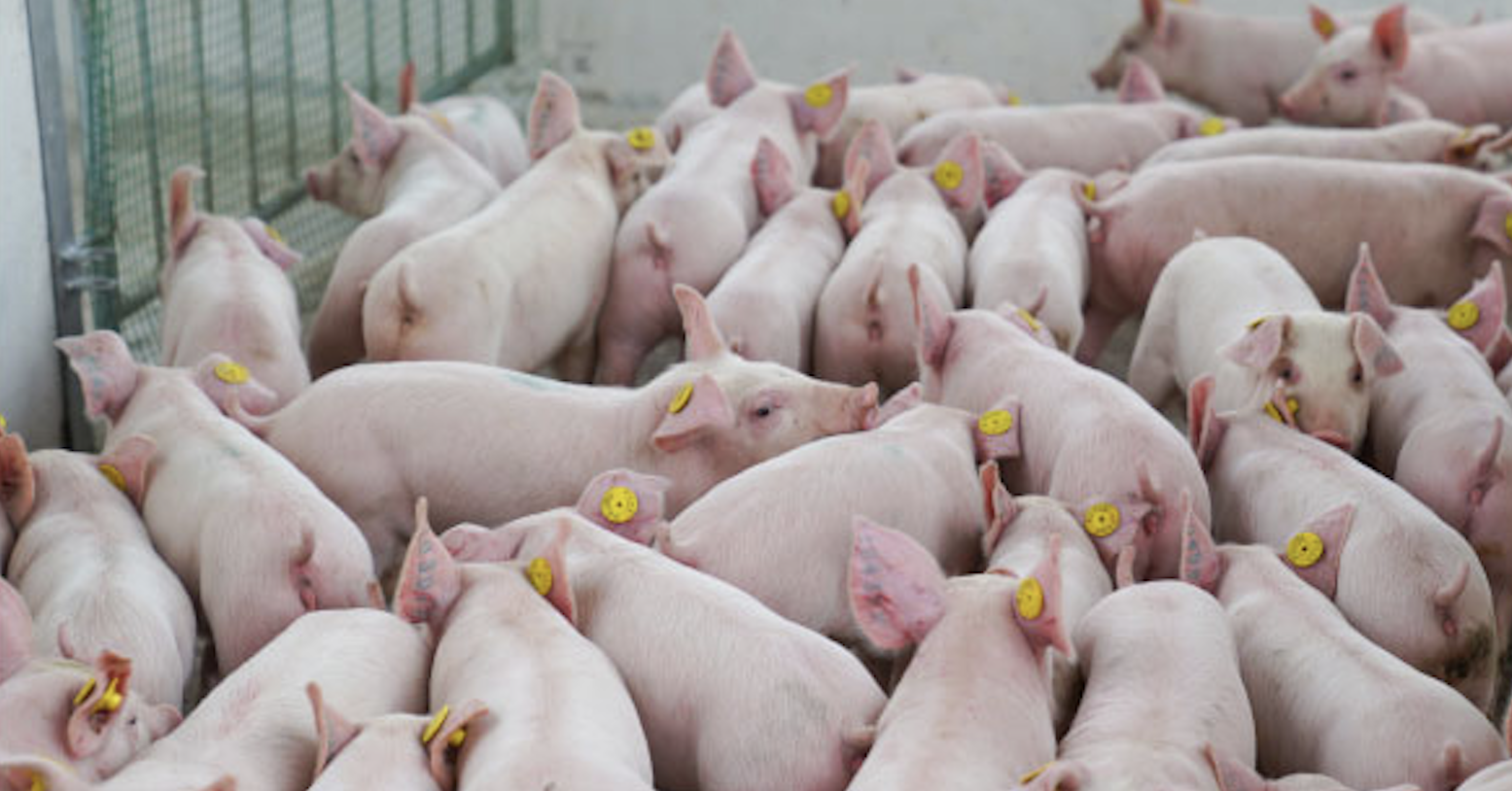 Vietnam may approve $500M high-rise pig farm inspired by China