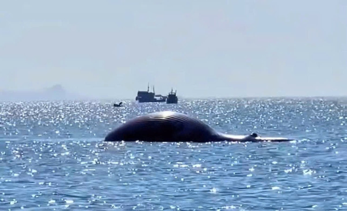 Xác cá voi dài 11 mét nặng hơn 6 tấn dạt vào biển Lâm Đồng.jpg