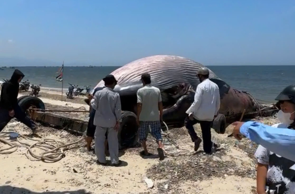 Xác cá voi dài 11 mét nặng hơn 6 tấn dạt vào biển Lâm Đồng..jpg