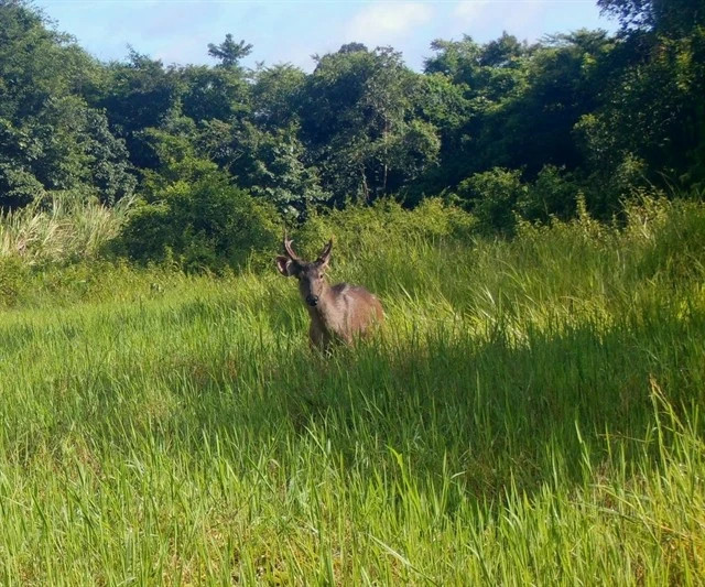Rare Eld's deer spotted at Chu Mom Ray National Park