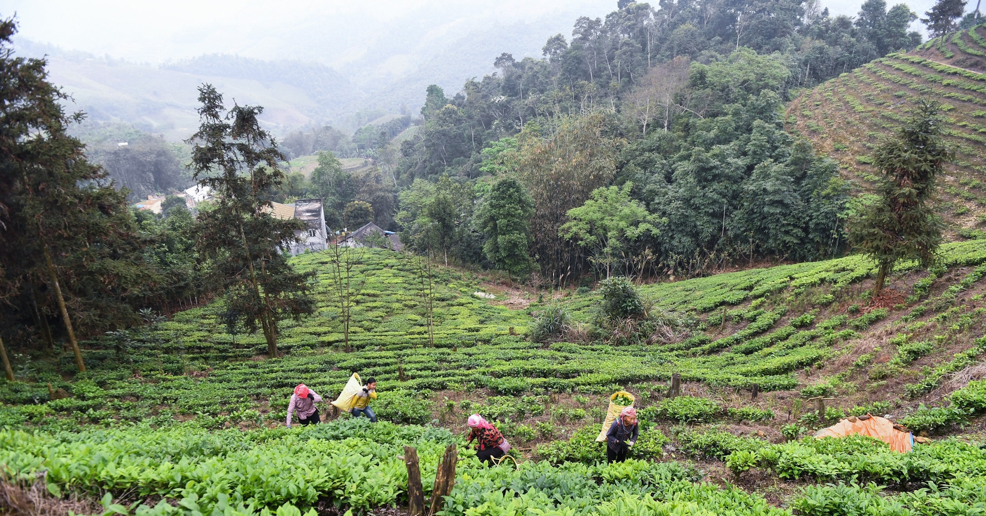 Vietnamese households remain resilient despite rising costs and disasters