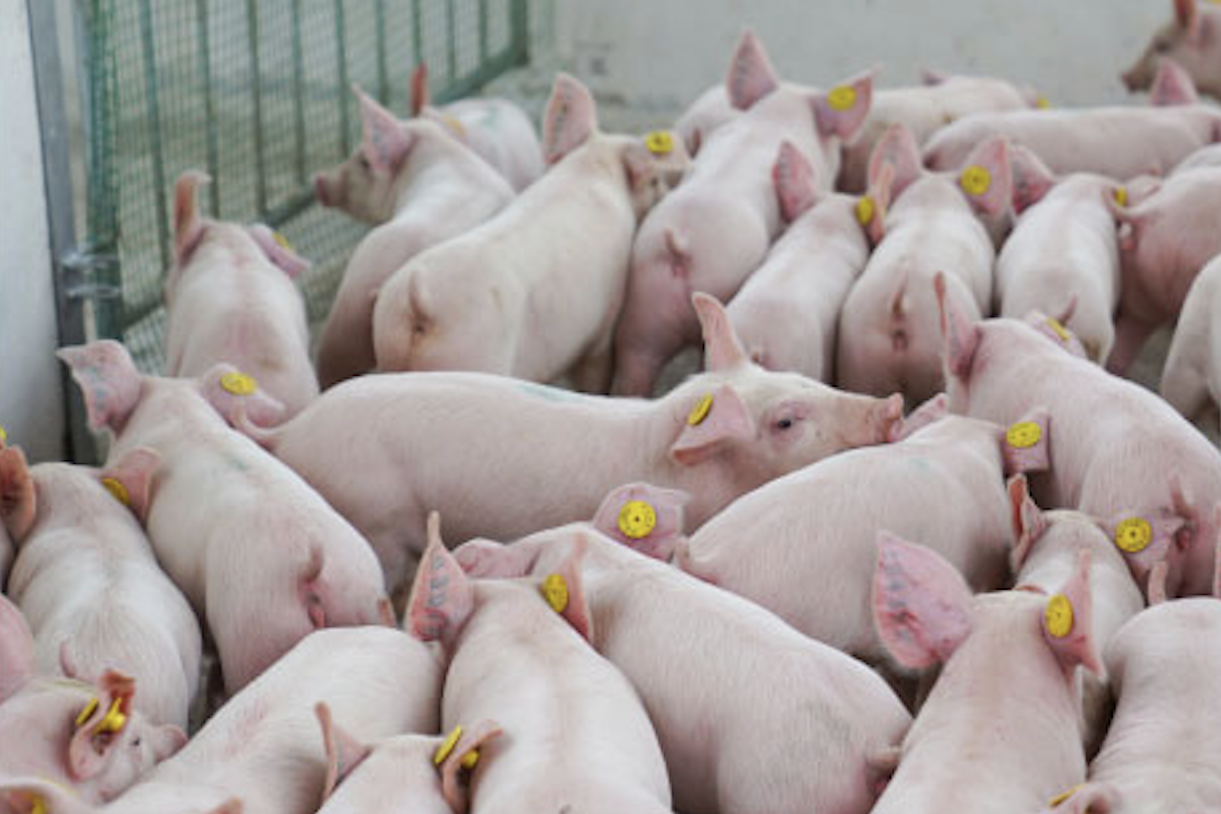 Vietnamese companies want to build multi-story structures for pig farming