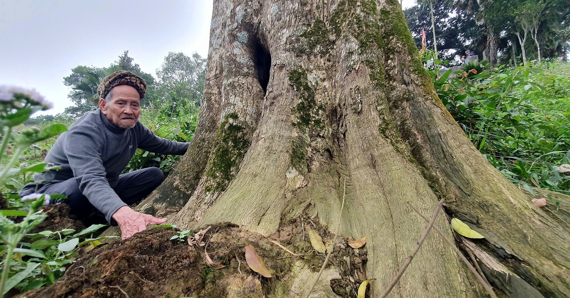 Two ancient agarwood trees in Ha Tinh honored as national heritage