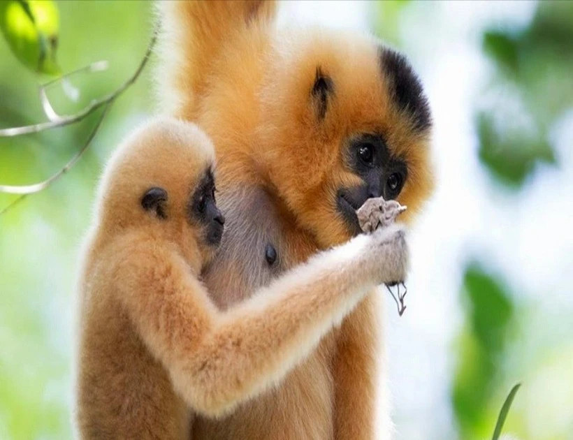 Dak Lak: Rare yellow-cheeked gibbon handed over to authorities