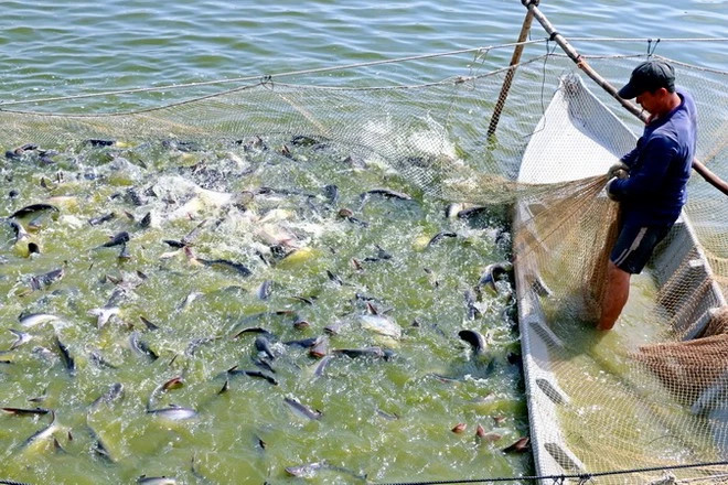 Vietnamese tra fish producers advised to adapt to new version of ASC standards