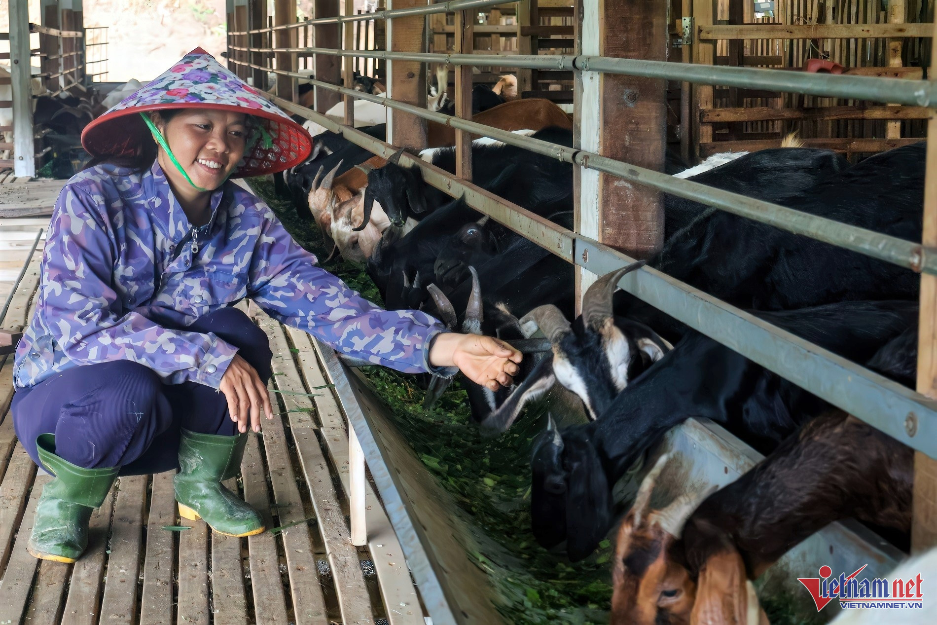 Da Nang woman builds ‘green’ farm, turns barren land into 'gold mine'