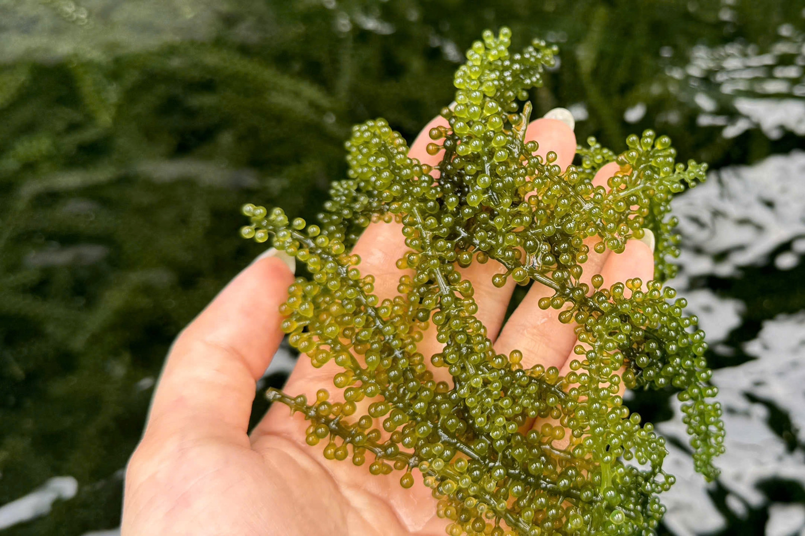 Khanh Hoa ‘green caviar’ specialty available year-round