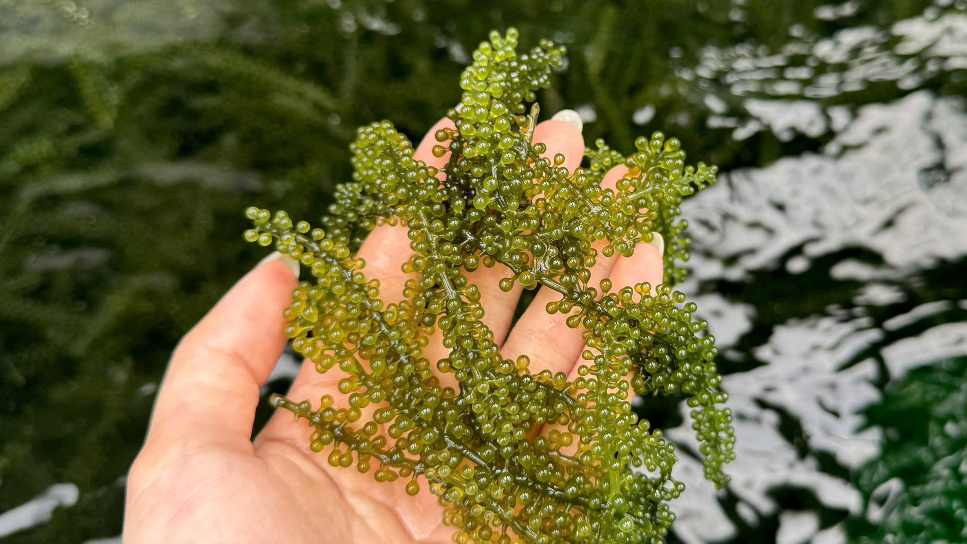 sea grapes MinhAnh.jpg