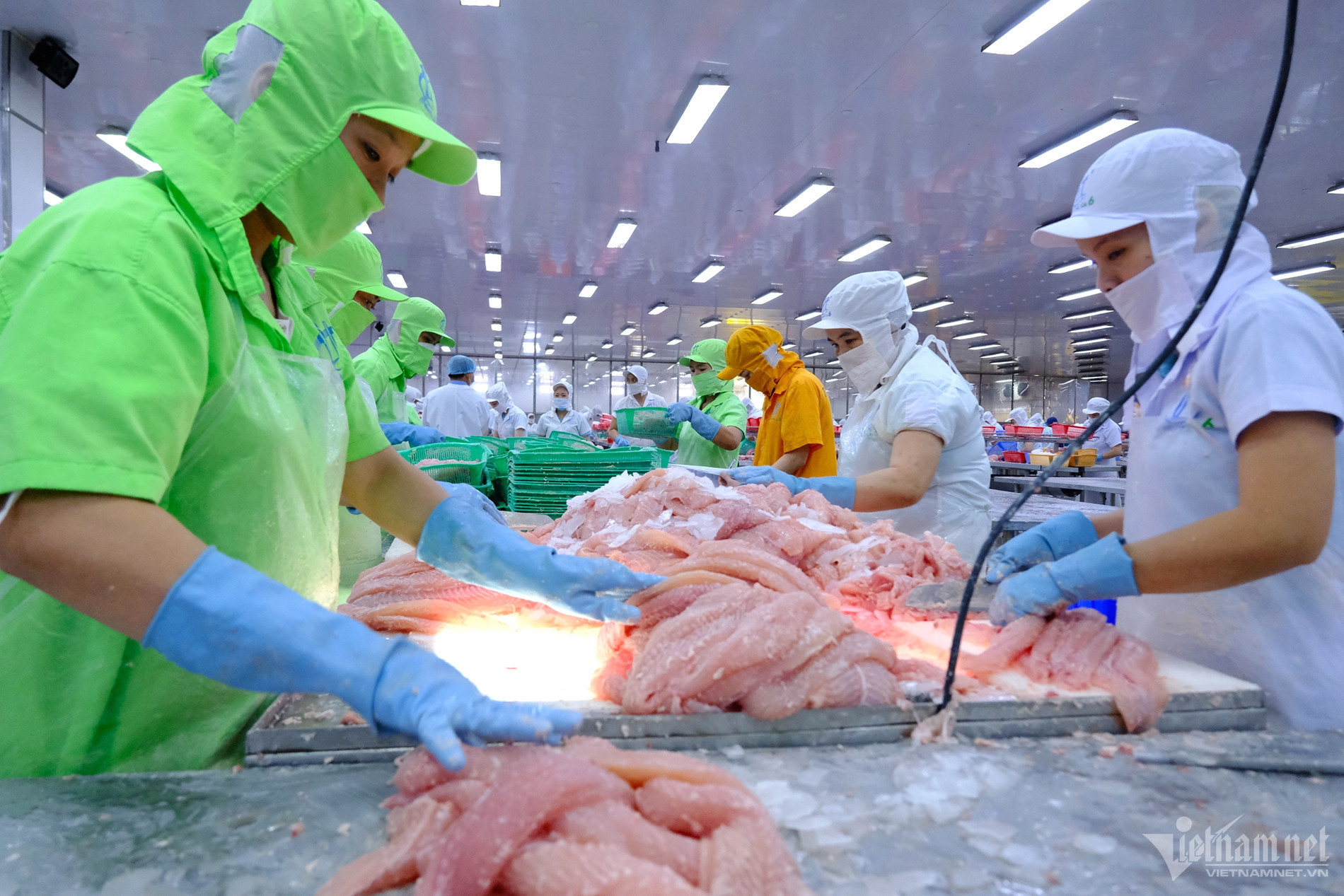 Vietnam’s pangasius industry looks inward after billion-dollar export success