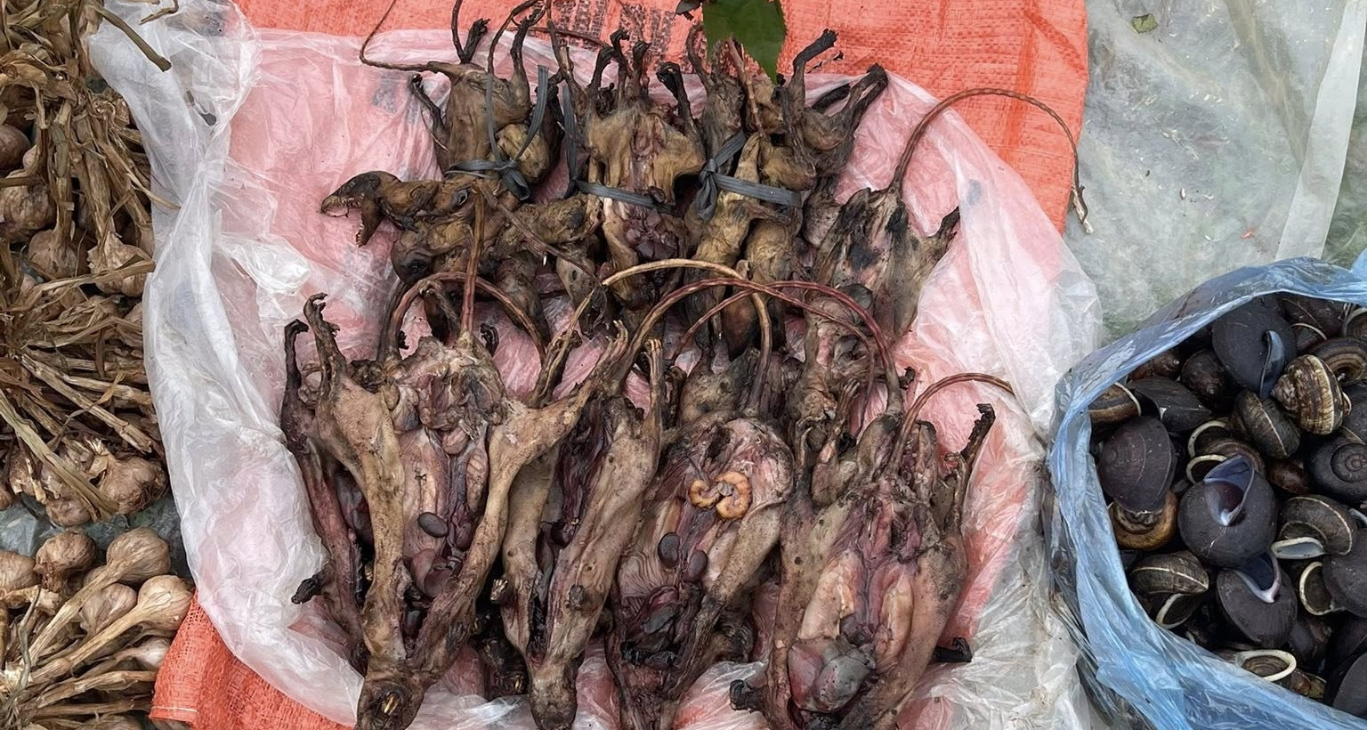 Mountain market in Phu Tho amazes with forest rat meat and wild herbs