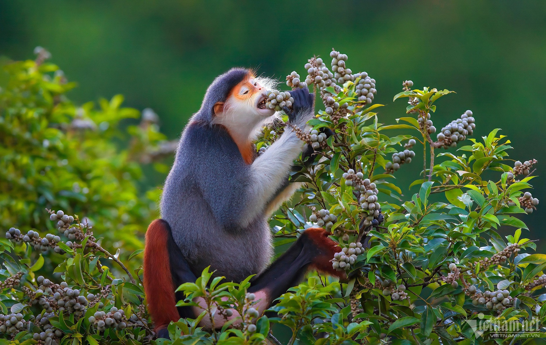 w son tra22 2 1 1162.jpg