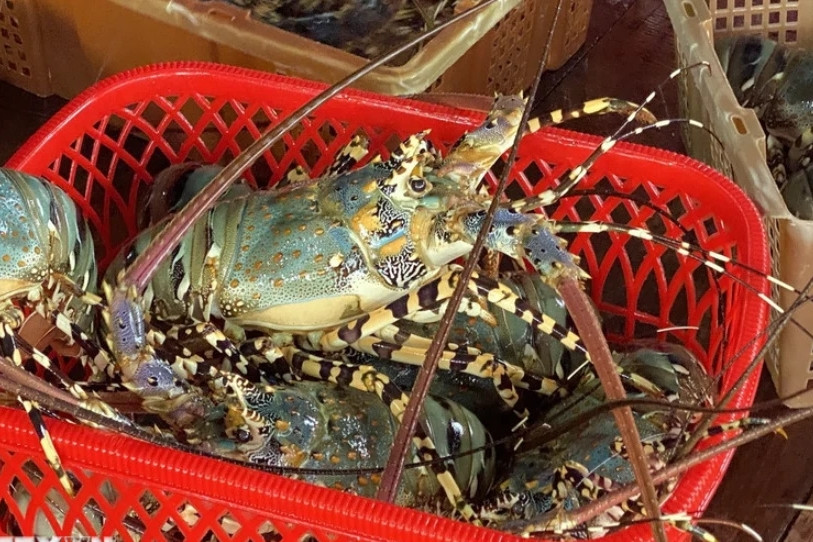 Vietnamese shrimp exporters earn 767 million USD from China