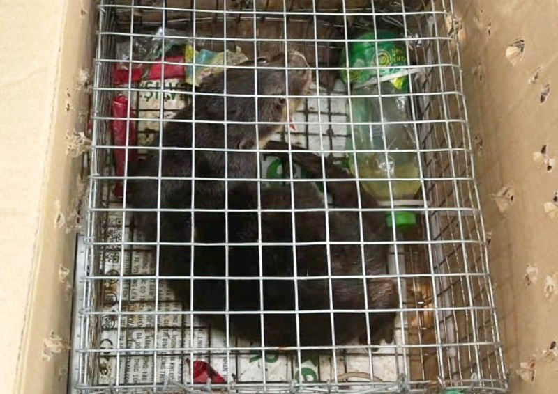 Rái cá vuốt bé.jpg