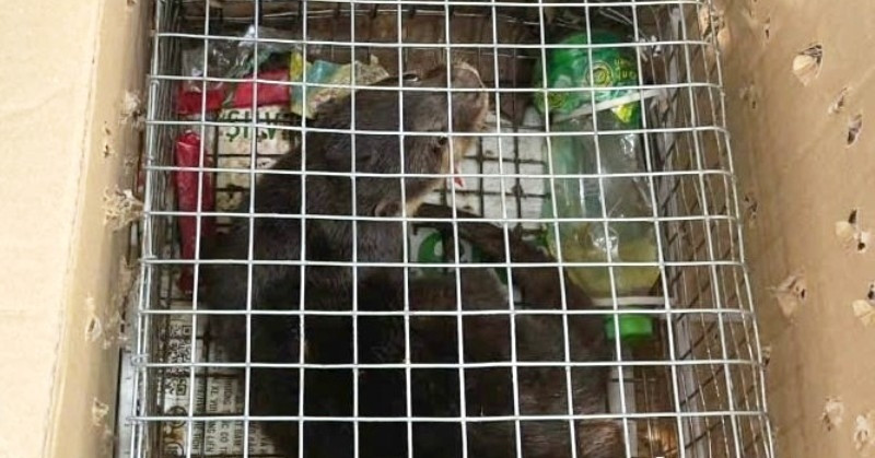 Vietnamese woman prosecuted for selling rare otter on Facebook