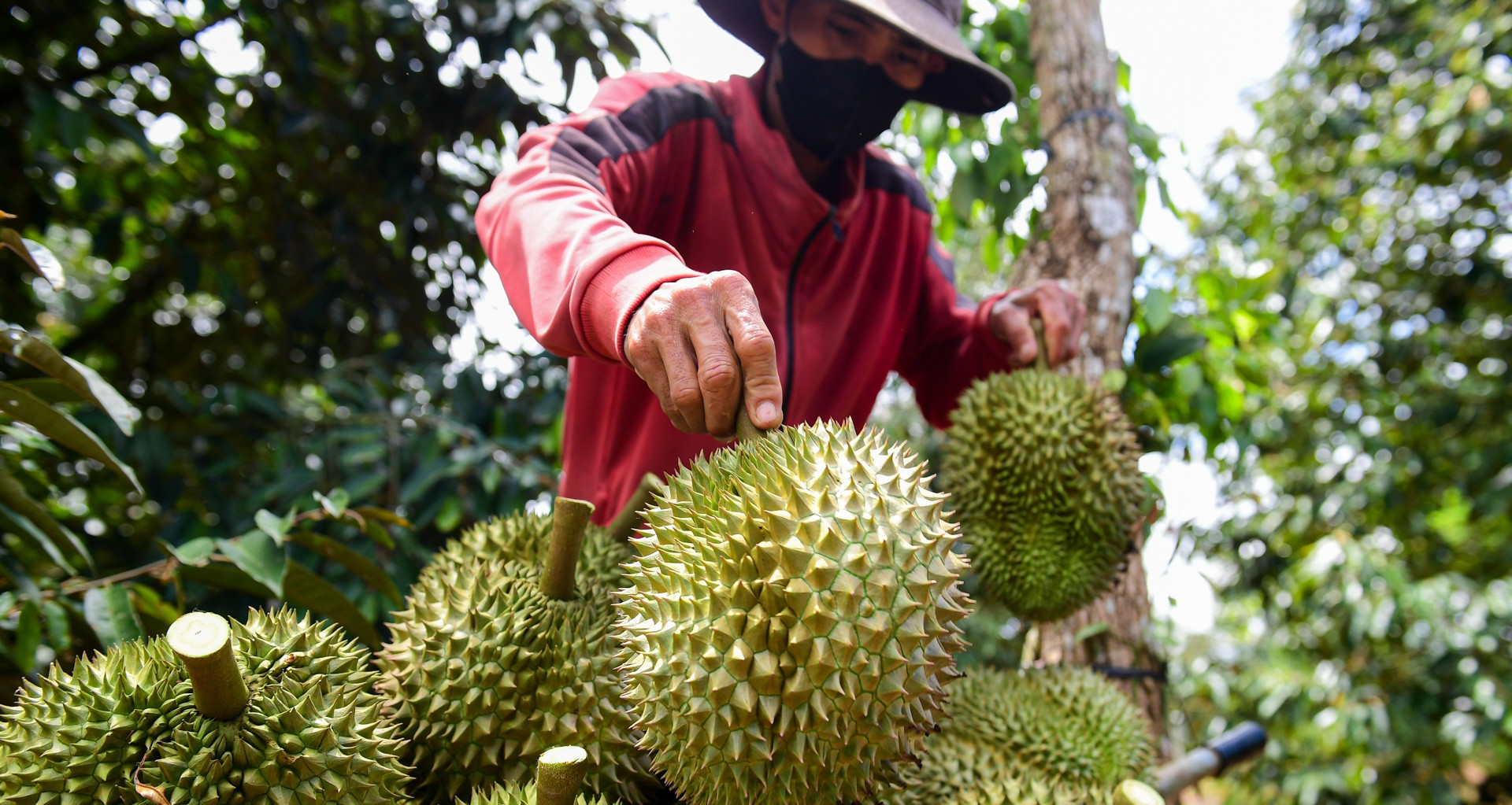 China returns Thai fruit, warns Vietnamese exporters over new safety rules