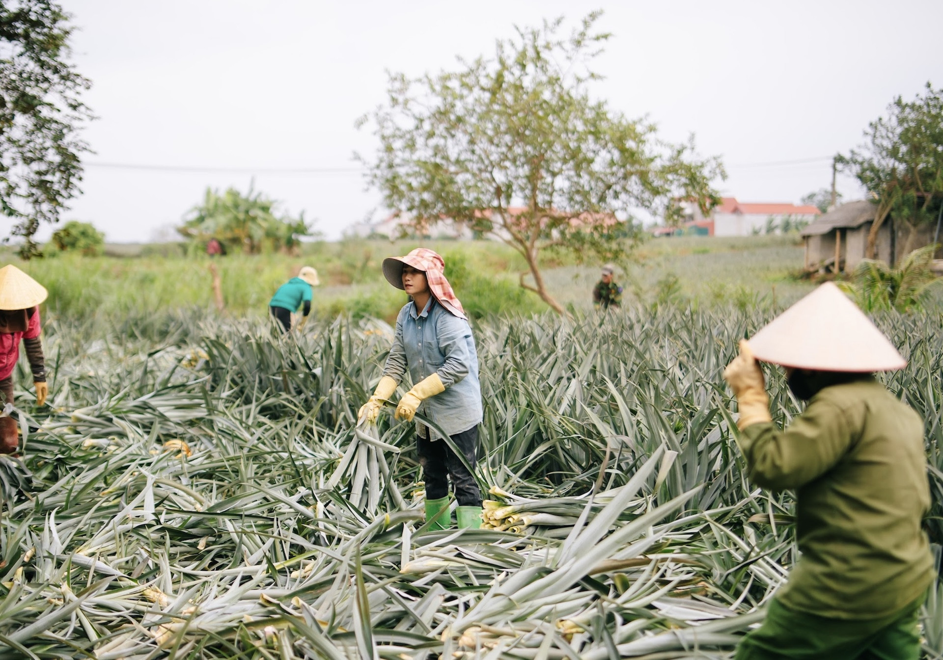 Lecturer’s startup sparked by seeing burning leaves in a pineapple field