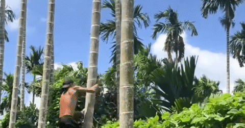 King of the areca palms: Vietnamese man scales trees with stunning speed