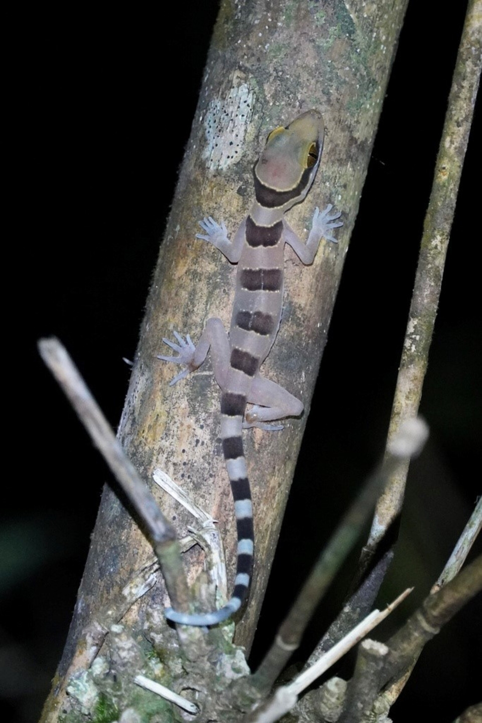 03 Thien Cam Son.jpg