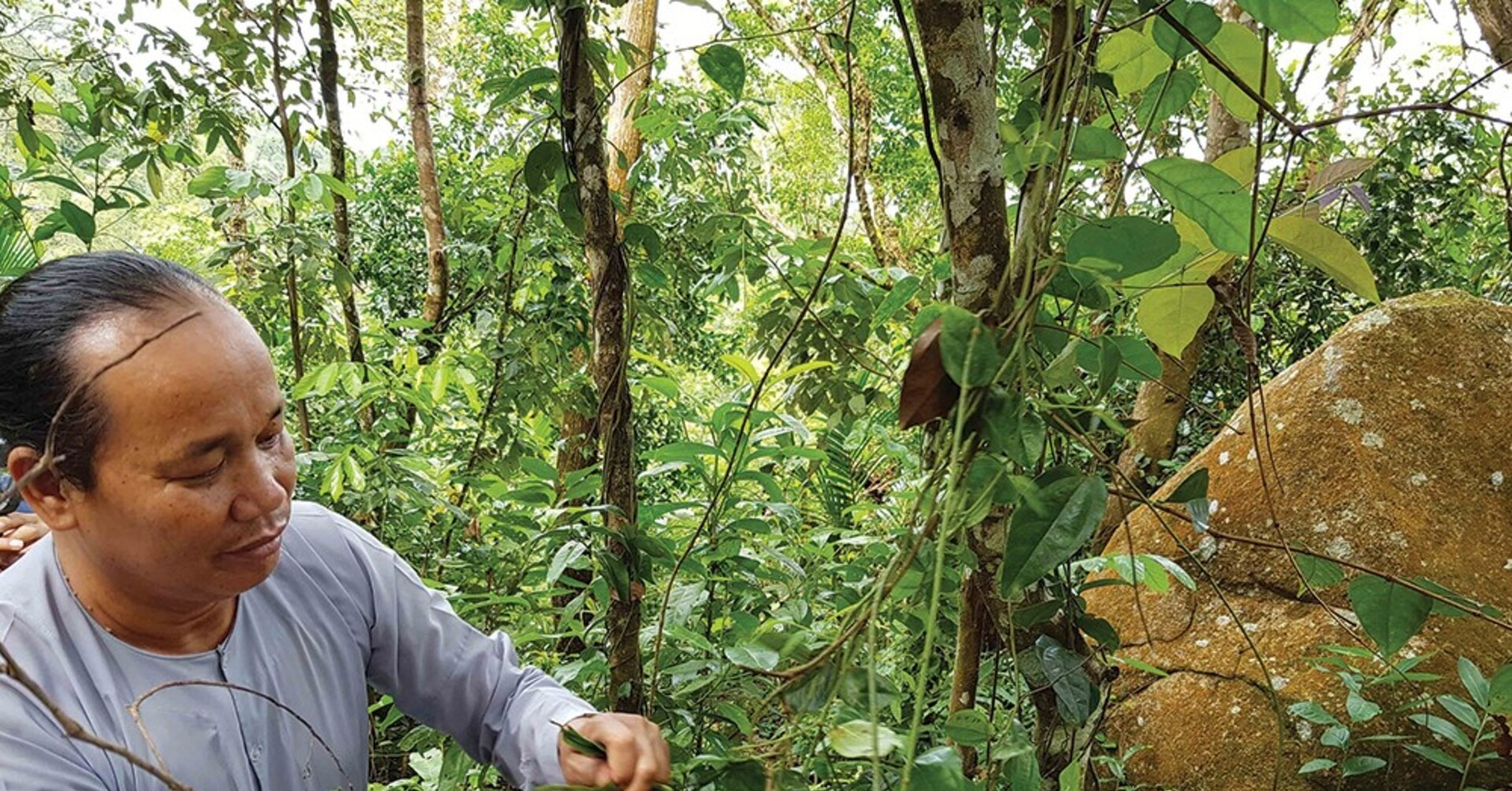 Thien Cam Son: A living gene bank in Vietnam's Mekong highlands