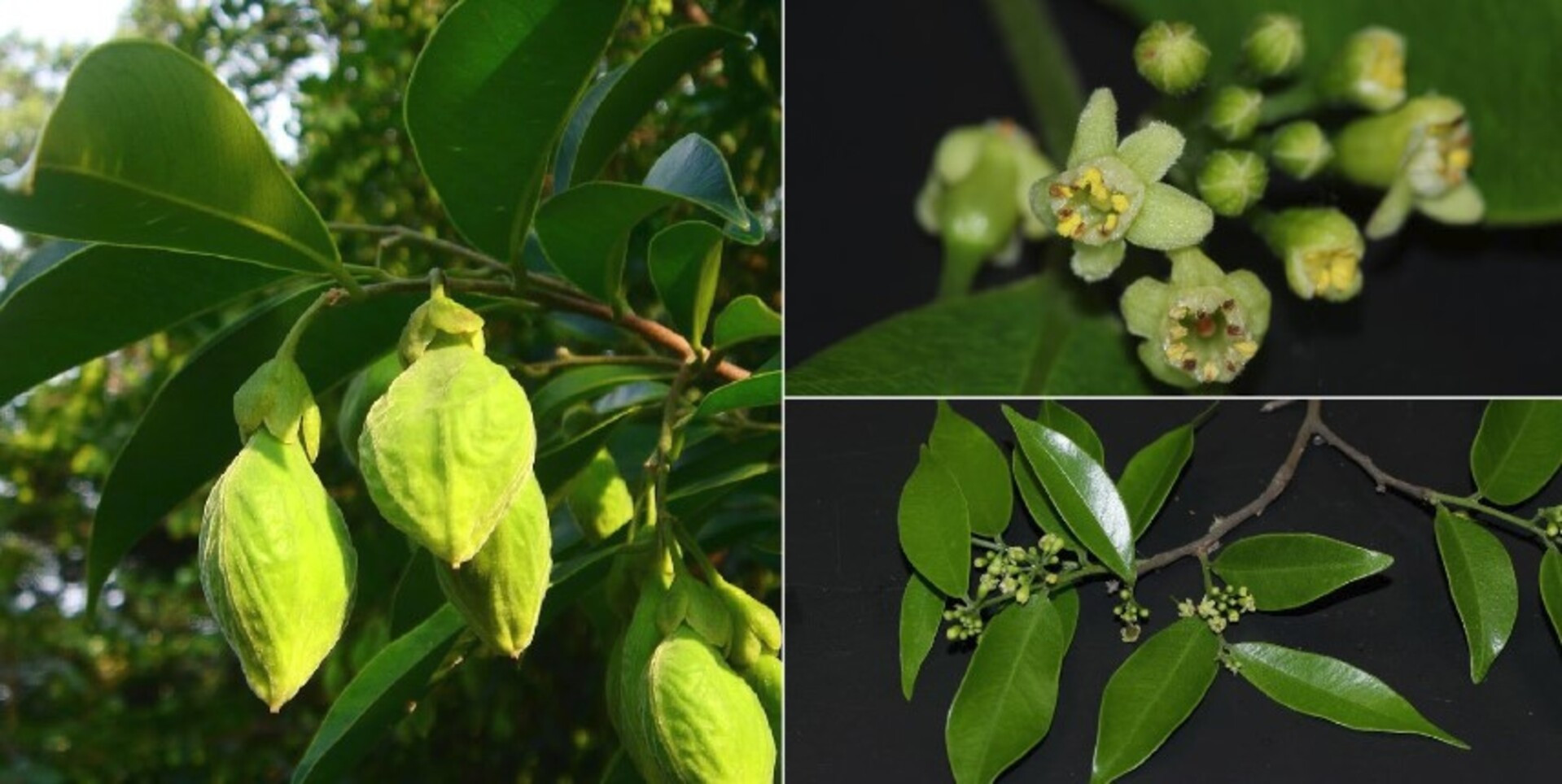 02 Thien Cam Son.jpg