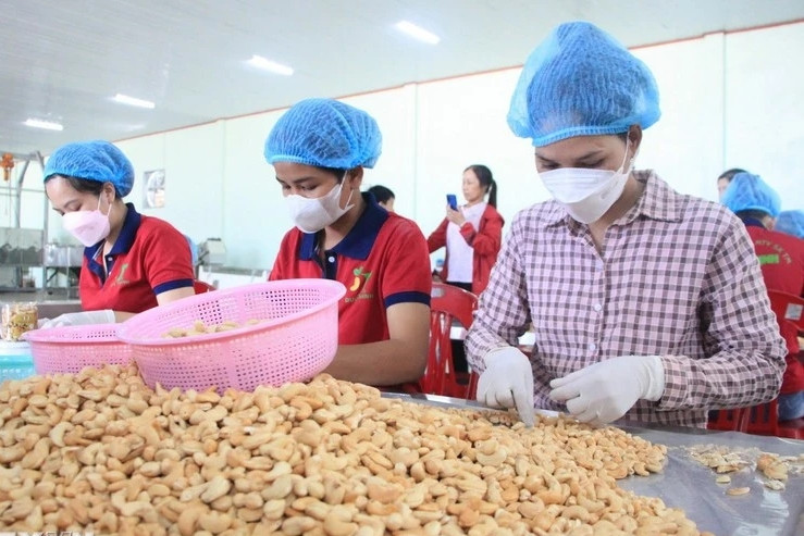 Vietnam’s cashew export target of 4.5 billion USD within reach