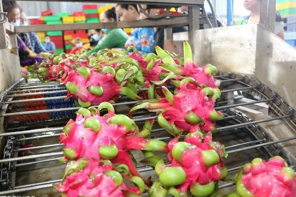 Vietnam’s fruit, vegetable exports estimated at 6.11 billion USD in nine months