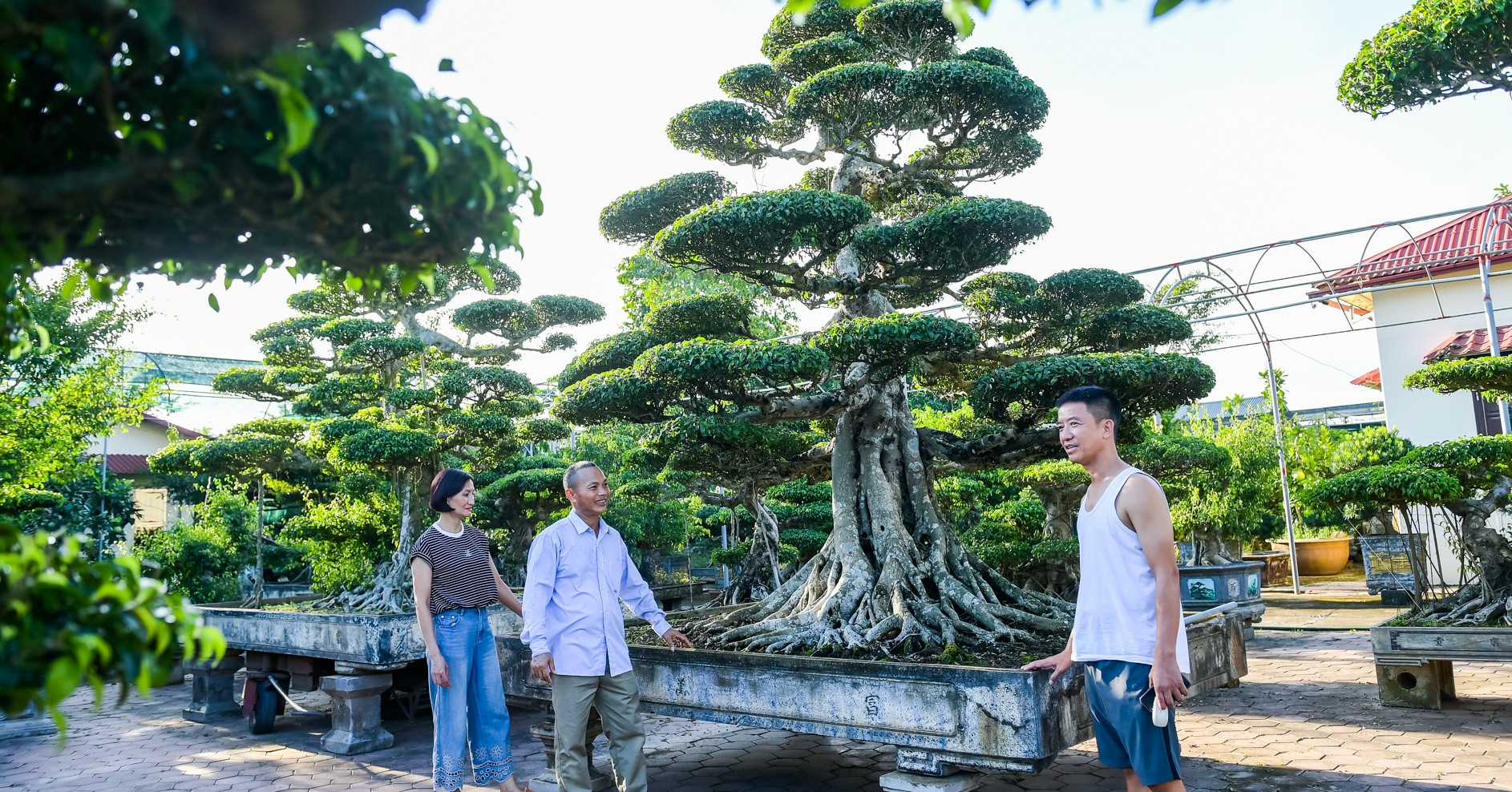 Ninh Binh bonsai trees fetch record prices after decades of care