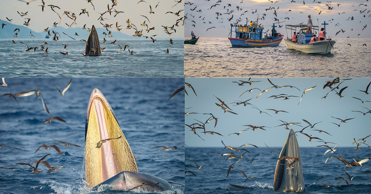 Photographer wins top prize for breathtaking whale series