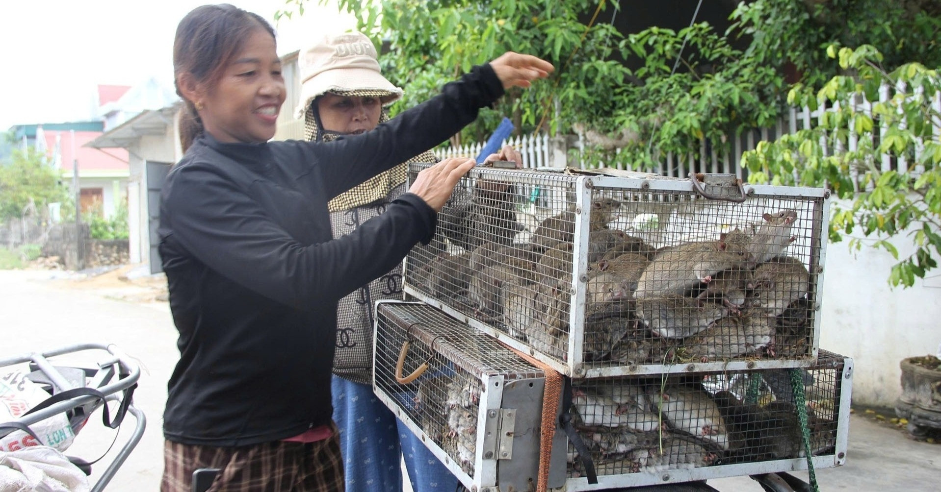 Nghe An village turns field rat hunting into a thriving side business