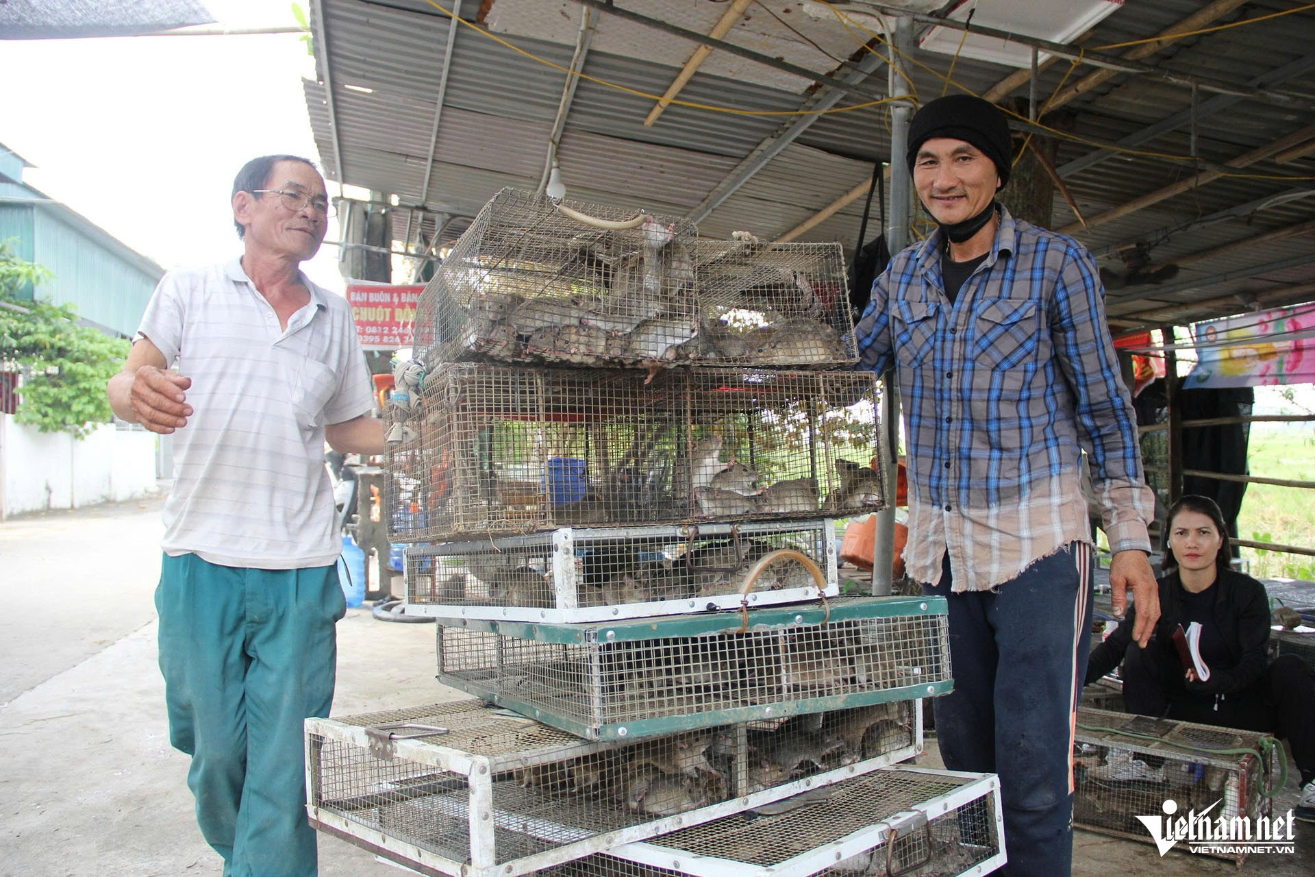 W-Chuột Yên Thành3.jpg