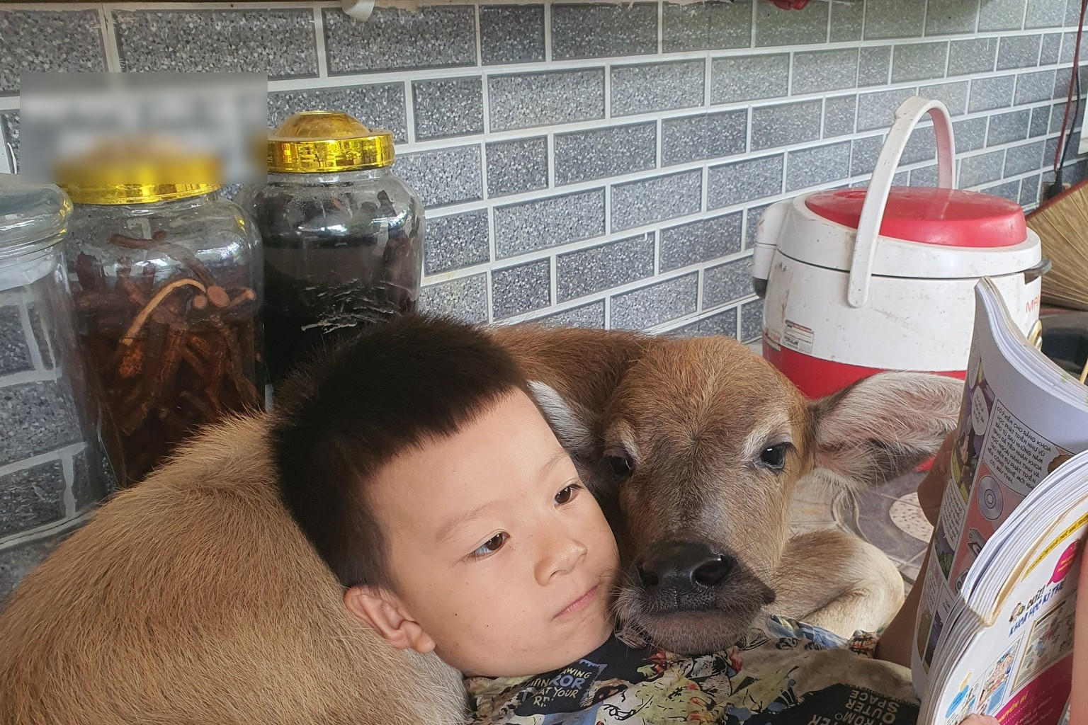 Quang Ninh couple raises abandoned buffalo calf, treats it like their own child