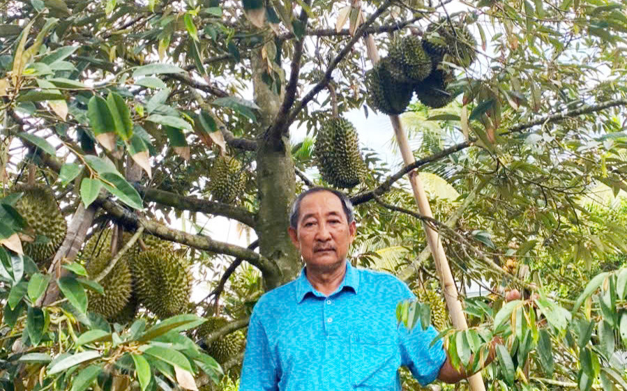 Sầu riêng 3 Hiền 3.jpg