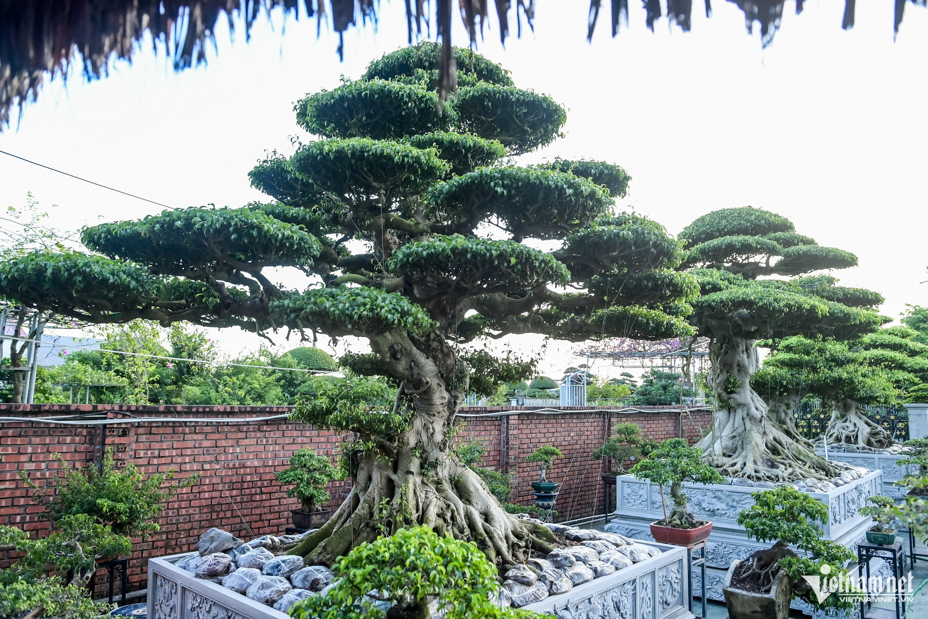 bonsai vn11.jpg