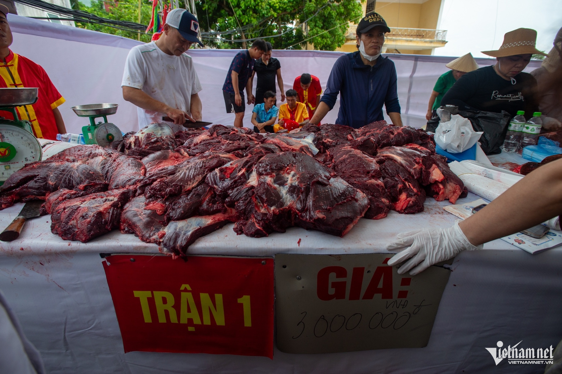 buffalo fighting1.jpeg