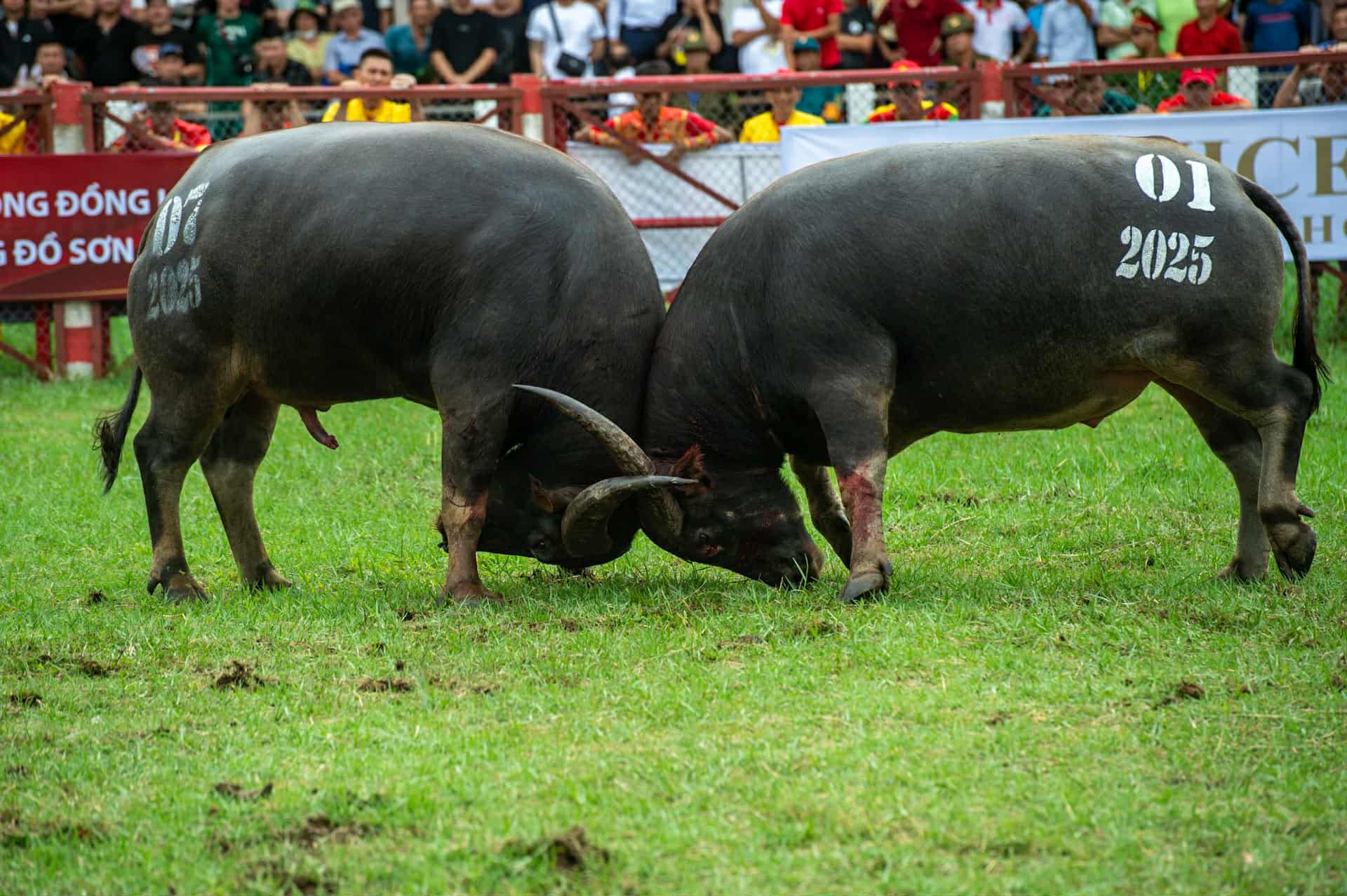 buffalo fighting2.jpeg