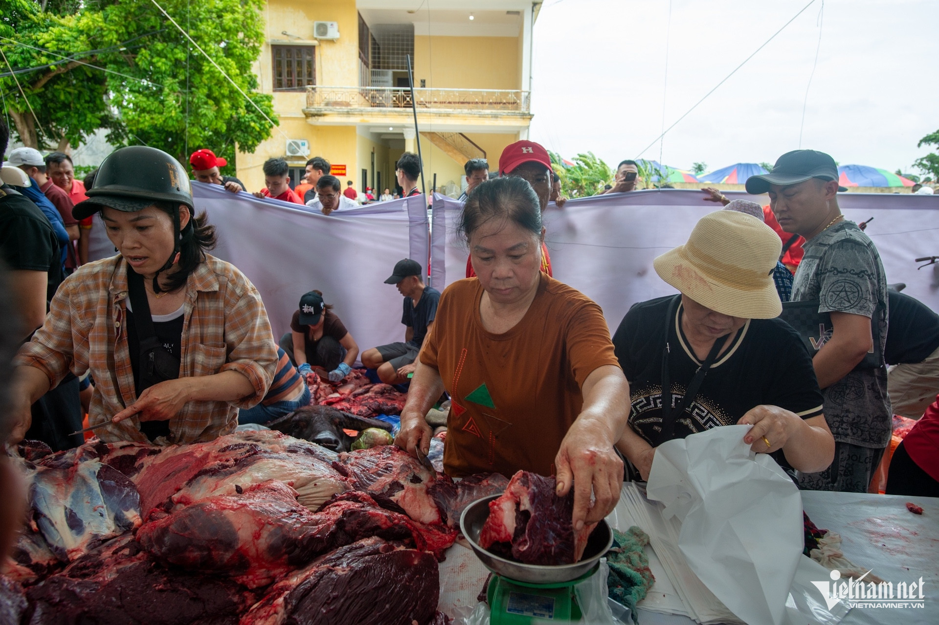 buffalo fighting5.jpeg