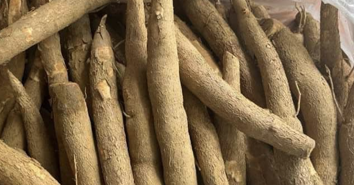 Cassava gains value as Vietnam mandates E10 fuel nationwide