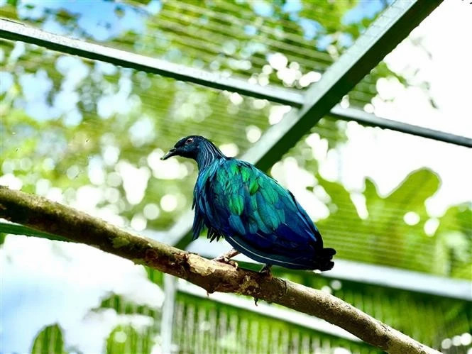 Con Dao National Park receives five rare Nicobar pigeons