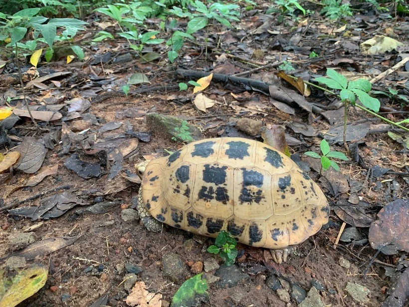 Con Dao National Park releases rare elongated tortoise back into the wild