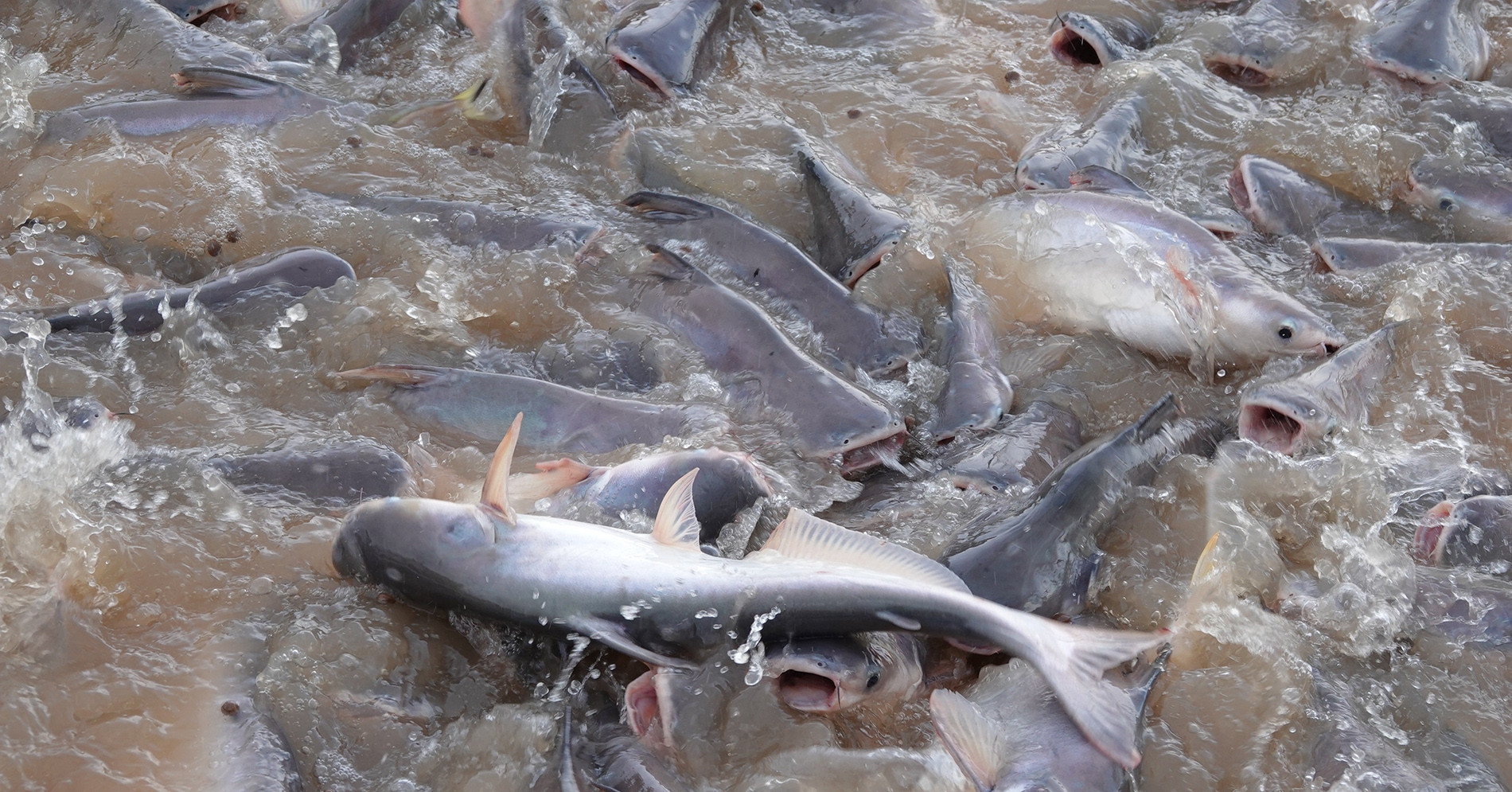 A miracle in the Mekong: Wild fish flock to riverside sanctuary