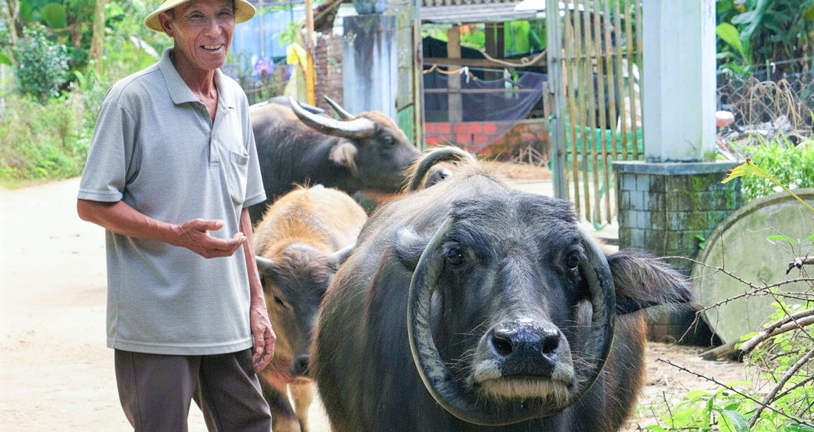 The buffalo with necklace-shaped horns: a quiet legend in rural Da Nang