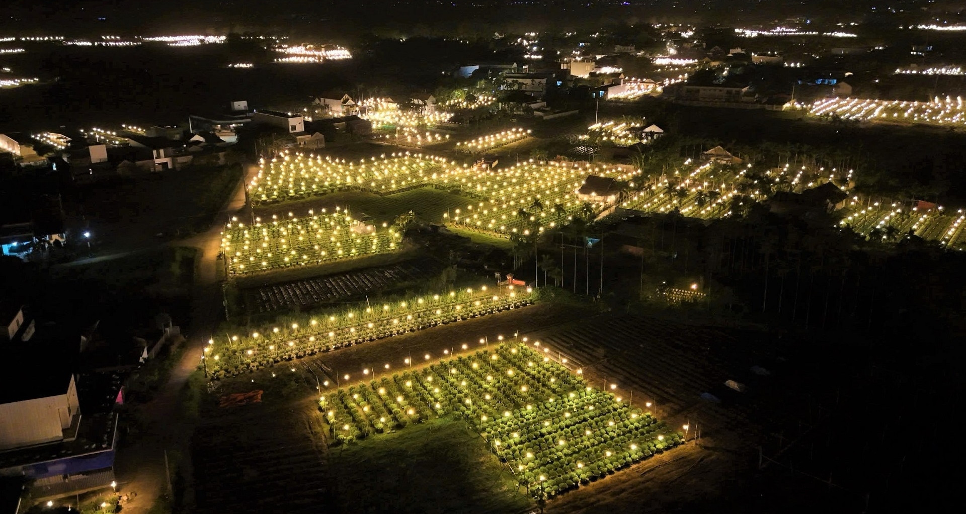 Vietnam&rsquo;s chrysanthemum capital races against time for Tet