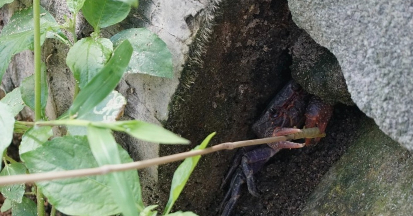 The hidden art of catching mountain crabs on An Giang’s sacred peak